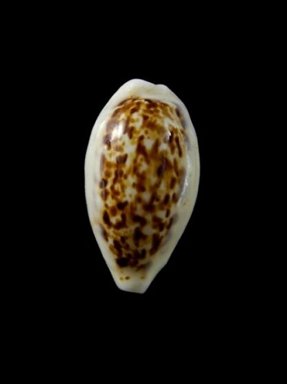Cypraea coxeni pseudohesperina Gem 22,1 mm --0