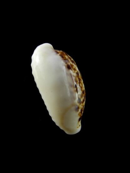 Cypraea coxeni pseudohesperina Gem 22,1 mm --41125