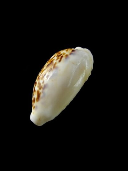 Cypraea coxeni pseudohesperina Gem 22,1 mm --41124