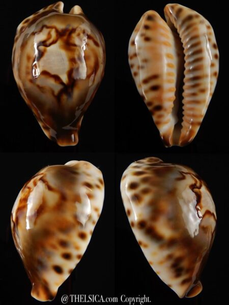 Afrozoila fultoni miniatra 56,3 mm Gem -0