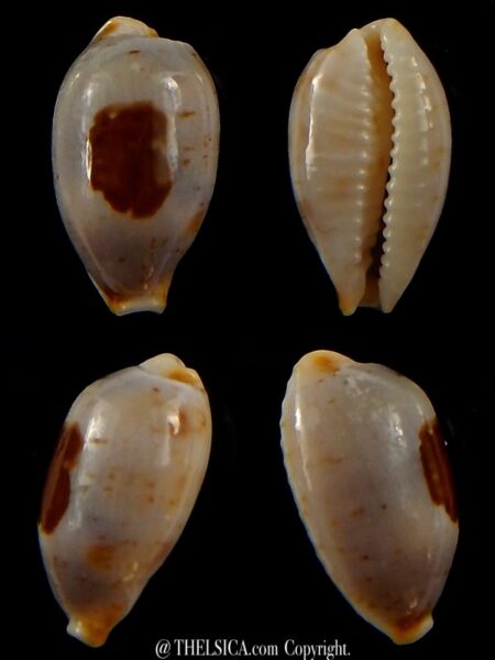 Bistolida stolida aureliae.. 18,9 mm Gem-0