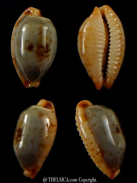 Bistolida stolida aureliae.. 21,6 mm Gem-0
