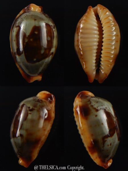 Bistolida stolida " olango" 24,7 mm Gem -0