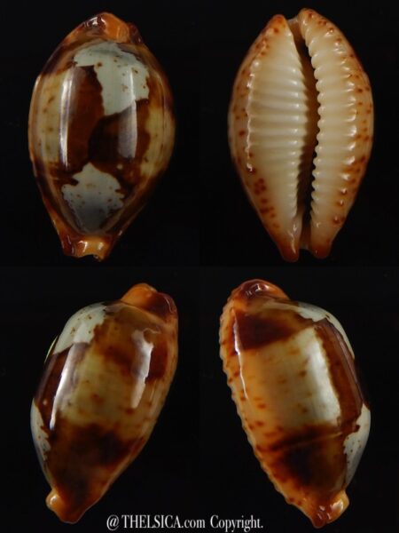 Bistolida stolida " olango" 27,3 mm Gem -0