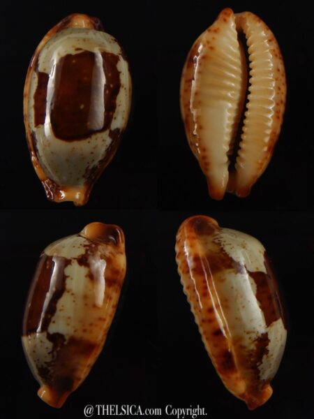 Bistolida stolida " olango" 28,3 mm Gem -0