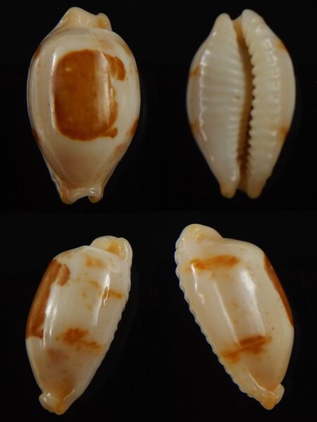 Bistolida stolida aureliae.. 21,7 mm Gem-0