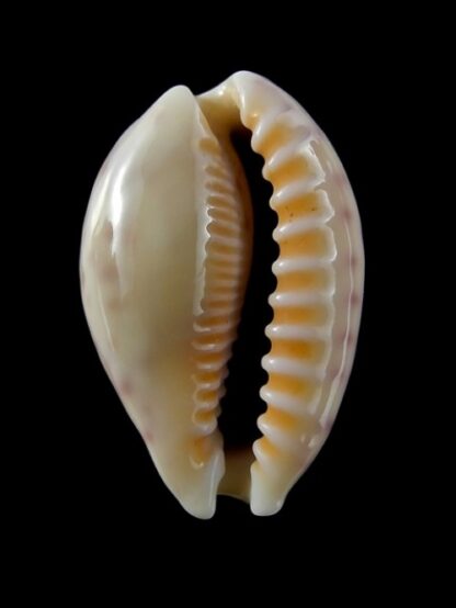 Cypraea chinensis variolaria Gem 29,8 mm --41120