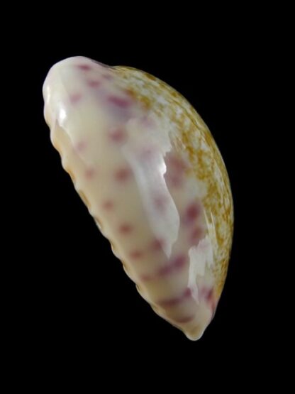 Cypraea chinensis variolaria Gem 29,8 mm --41118