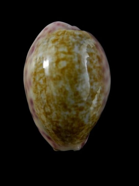 Cypraea chinensis variolaria Gem 29,8 mm --0