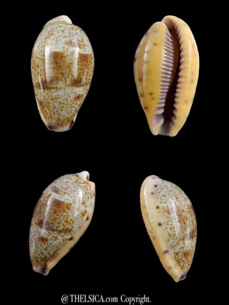 Contradusta walkeri viola 25,4 mm Gem-0