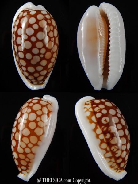 Cribrarula cribraria cribraria.... GIANT... 39,6 mm Gem -0