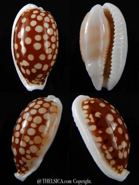 Cribrarula cribraria cribraria.... GIANT... 38,2 mm Gem -0