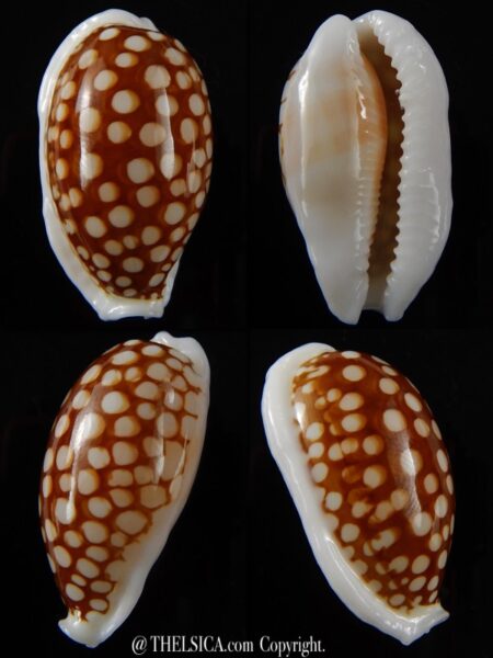 Cribrarula cribraria cribraria.... GIANT... 39,1 mm Gem -0