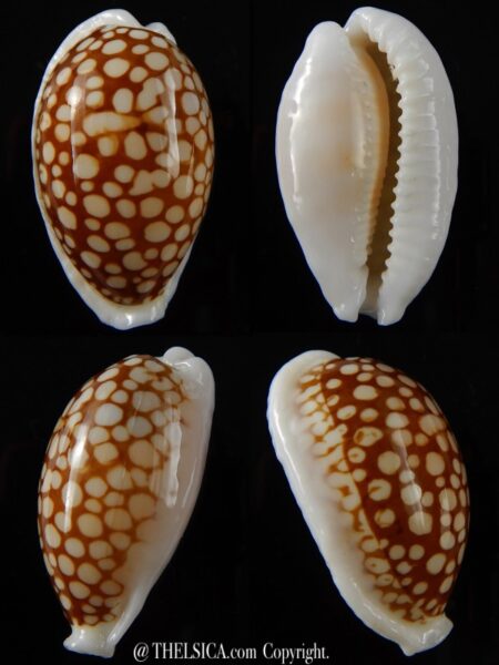 Cribrarula cribraria cribraria.... GIANT... 38,6 mm Gem -0