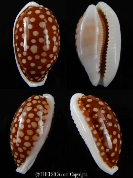 Cribrarula cribraria cribraria.... GIANT... 38,7 mm Gem -0