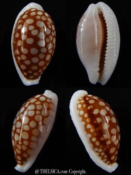 Cribrarula cribraria cribraria.... GIANT... 38,1 mm Gem -0
