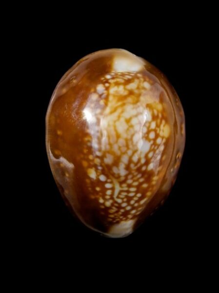Cypraea caputserpentis nivalis 28,7 mm Gem-0