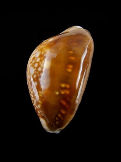 Cypraea caputserpentis nivalis 28,7 mm Gem-41132