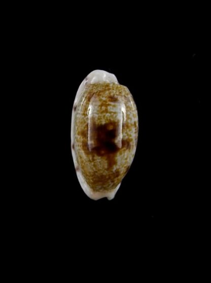 Cypraea pellucens polynesiae ..Dwarf.. 17,7 mm Gem-40882