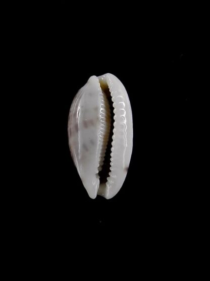 Cypraea pellucens polynesiae ..Dwarf.. 17,7 mm Gem-40880