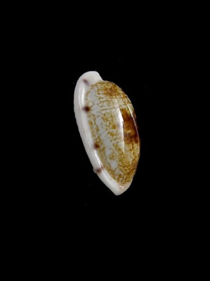 Cypraea pellucens polynesiae ..Dwarf.. 17,7 mm Gem-40883