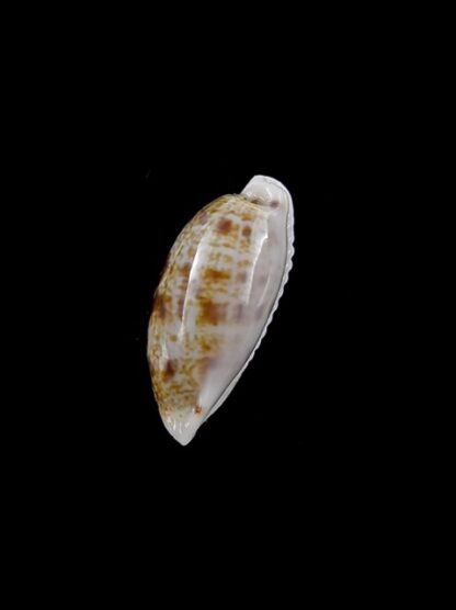 Cypraea pellucens polynesiae ..Dwarf.. 17,7 mm Gem-40884