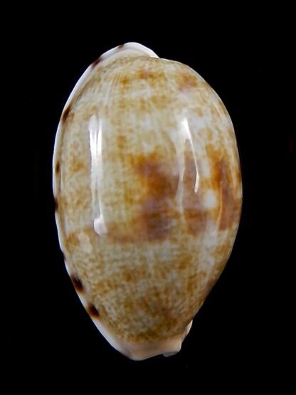 Talostolida pellucens polynesiae.. Giant .. 34 mm Gem-40873