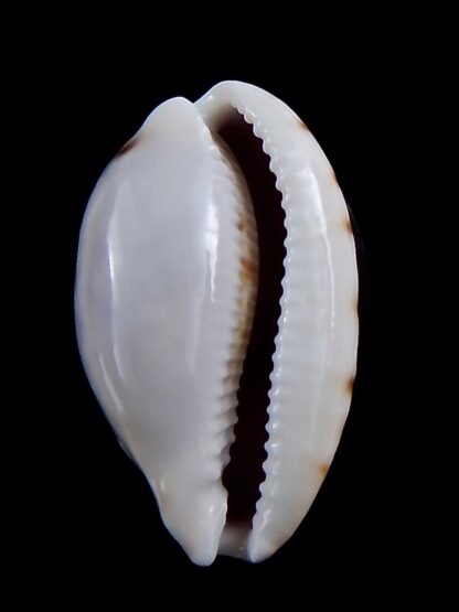 Talostolida pellucens polynesiae.. Giant .. 34 mm Gem-40876