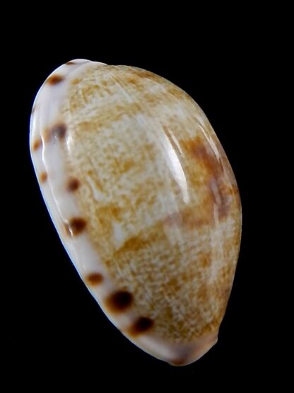 Talostolida pellucens polynesiae.. Giant .. 34 mm Gem-40878