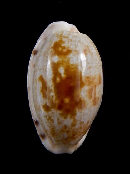 Talostolida pellucens polynesiae.. Giant .. 33.7 mm Gem-40859