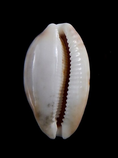 Talostolida pellucens polynesiae.. Giant .. 33.7 mm Gem-40860