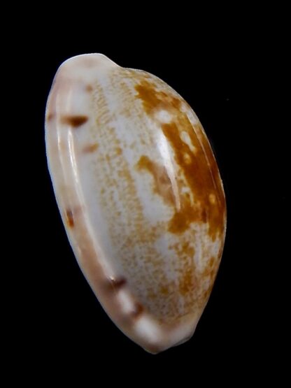 Talostolida pellucens polynesiae.. Giant .. 33.7 mm Gem-40861