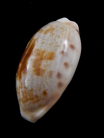 Talostolida pellucens polynesiae.. Giant .. 33.7 mm Gem-40865