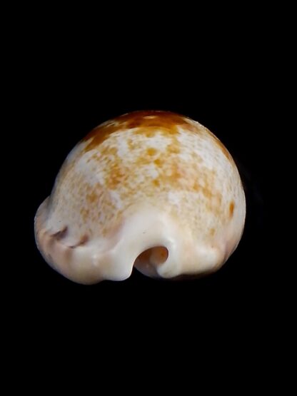 Talostolida pellucens polynesiae.. Giant .. 33.7 mm Gem-40864