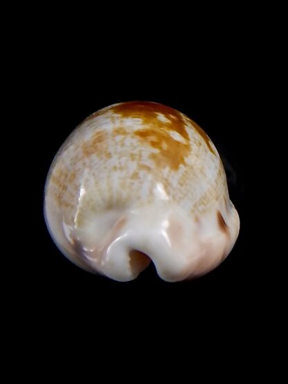 Talostolida pellucens polynesiae.. Giant .. 33.7 mm Gem-40863