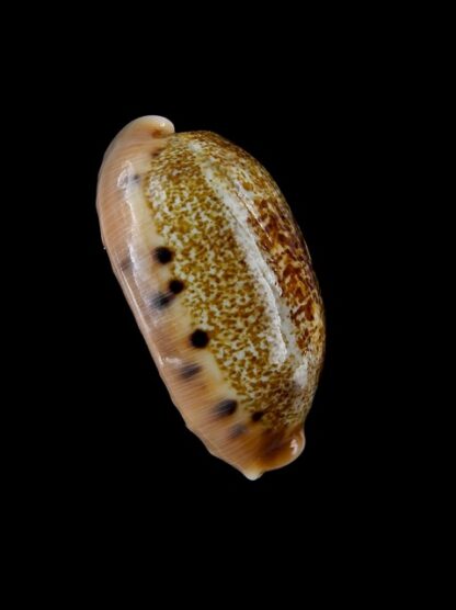 Cypraea caurica chrismeyeri Gem 31,4 mm-41135