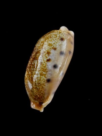 Cypraea caurica chrismeyeri Gem 31,4 mm-41137