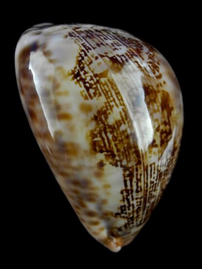 Leporicypraea mappa curvati.. Marquesas form.. 68,7 mm F+++/Gem-40808