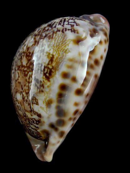 Leporicypraea mappa curvati.. Marquesas form.. 68,7 mm F+++/Gem-40805