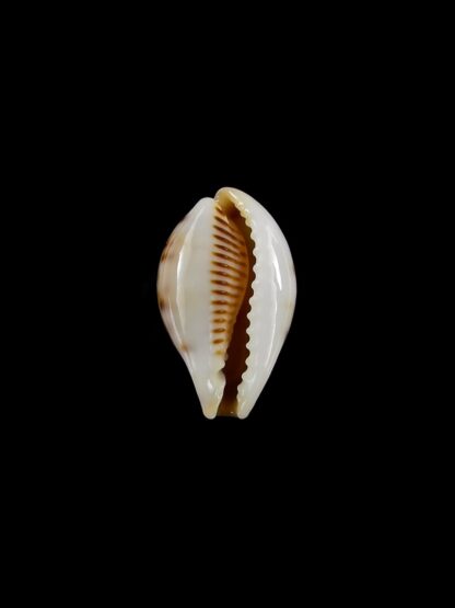 Erronea pyriformis carnicolor... 19,7 mm Gem-40894