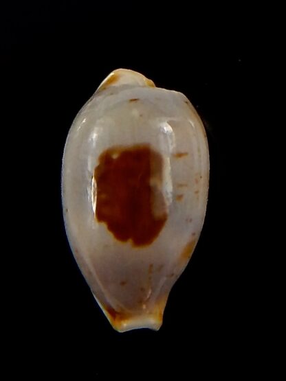 Bistolida stolida aureliae.. 18,9 mm Gem-40825