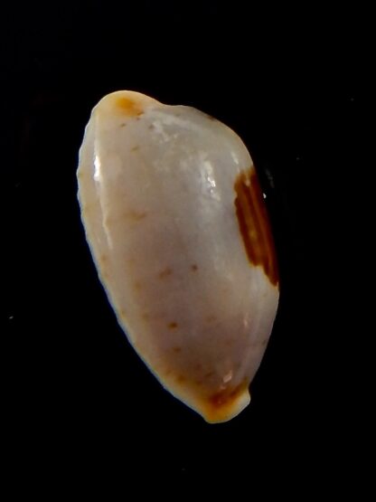 Bistolida stolida aureliae.. 18,9 mm Gem-40830