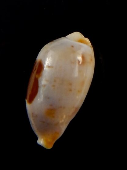 Bistolida stolida aureliae.. 18,9 mm Gem-40827