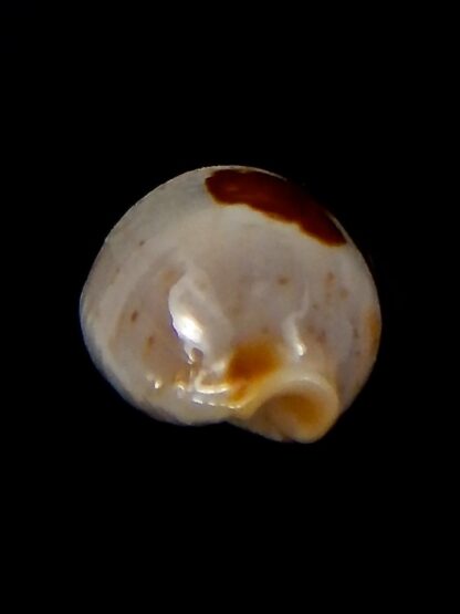 Bistolida stolida aureliae.. 18,9 mm Gem-40828