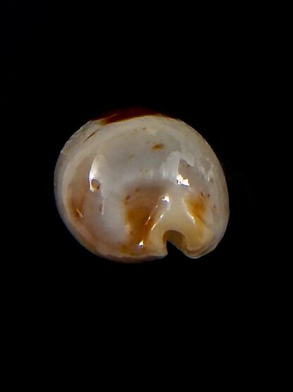 Bistolida stolida aureliae.. 18,9 mm Gem-40829