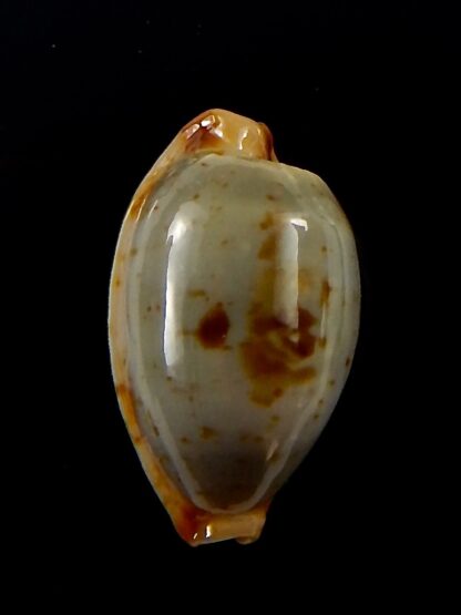 Bistolida stolida aureliae.. 21,6 mm Gem-40841