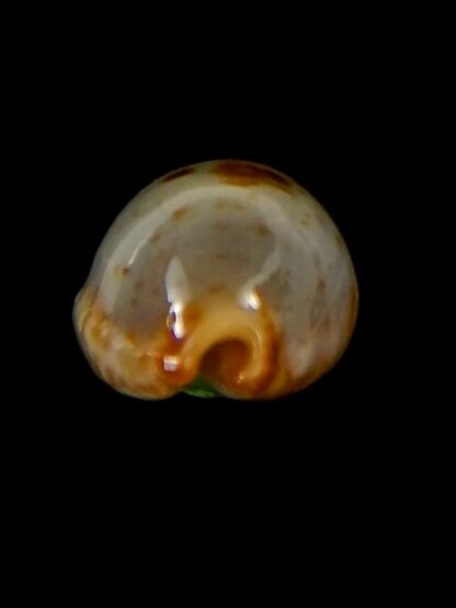 Bistolida stolida aureliae.. 21,6 mm Gem-40840