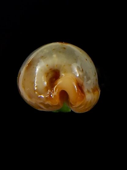 Bistolida stolida aureliae.. 21,6 mm Gem-40842