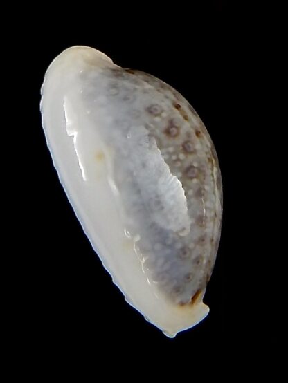 Naria boivinii boivinii ...SP colour ... 23,9 mm Gem-41408