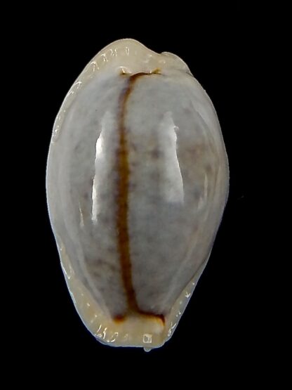 Naria boivinii boivinii ...SP colour ... 25,6 mm Gem-41418